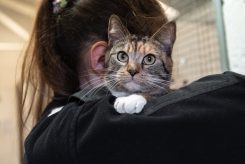 Why do cats make biscuits? - Advice from the Scottish SPCA