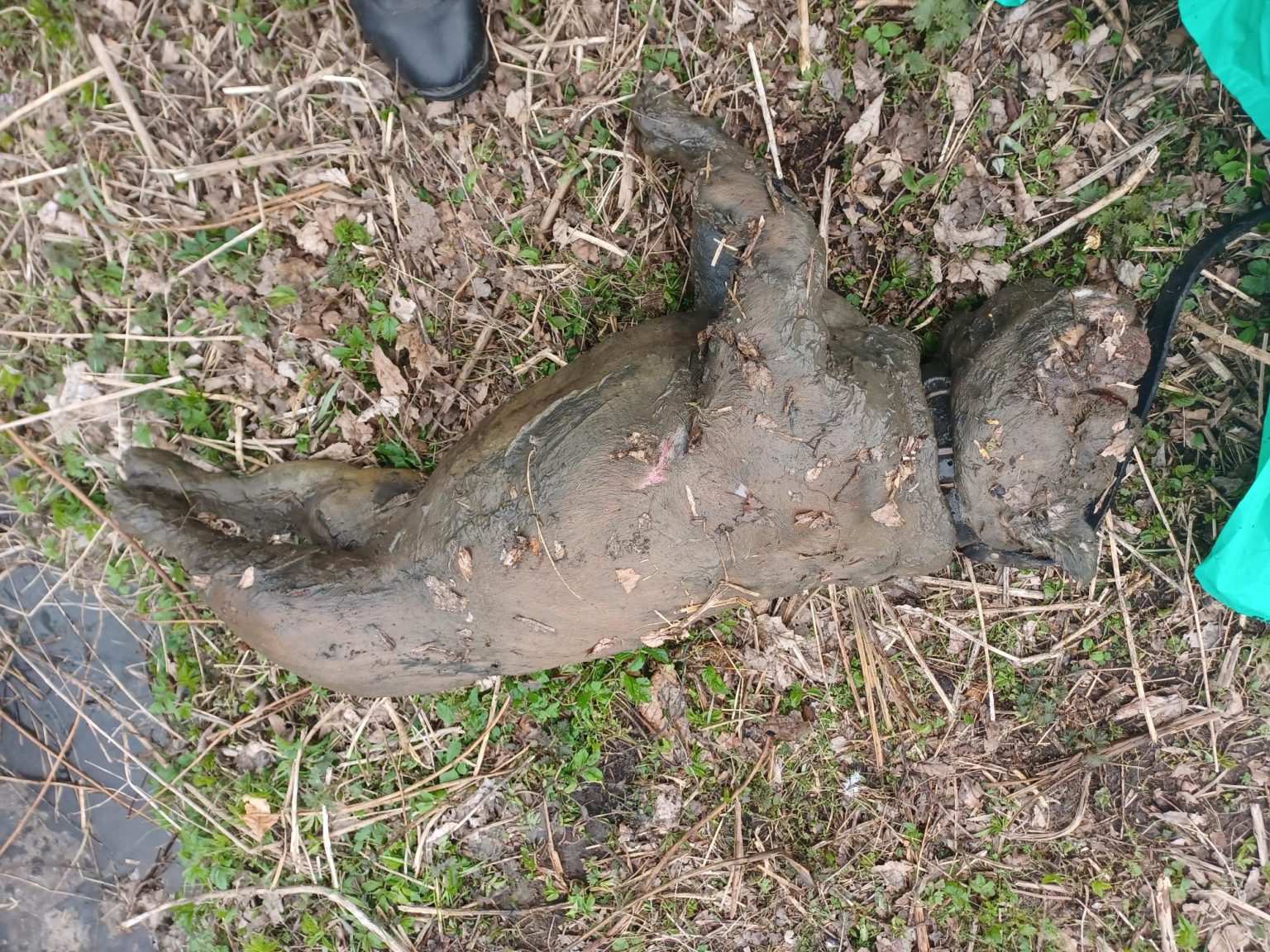 Appeal for information after body of dog found on Dunfermline golf ...