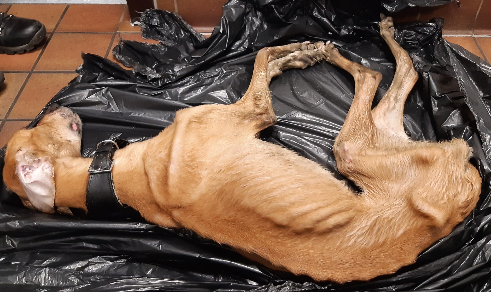 Appeal for information after body of emaciated dog found in Clydebank ...