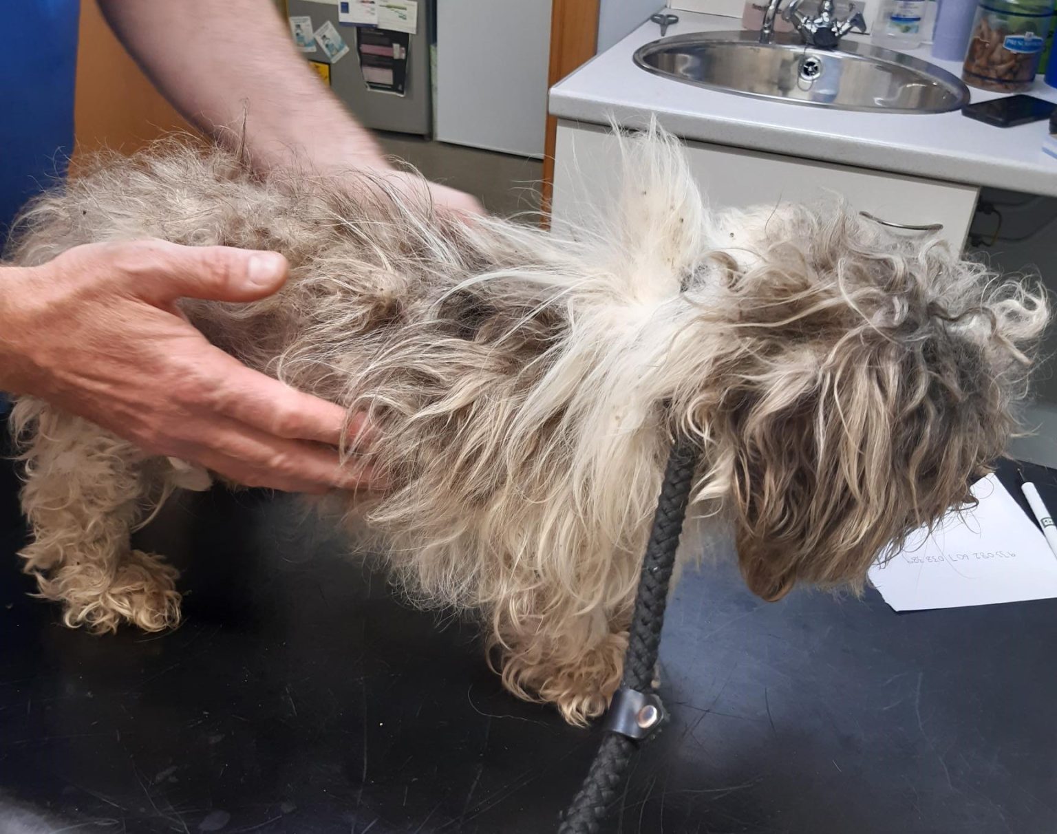 Appeal for information after emaciated dog found abandoned in ...