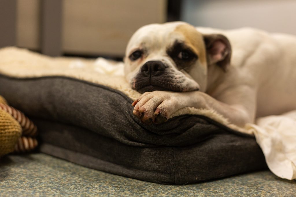 dog in his bed