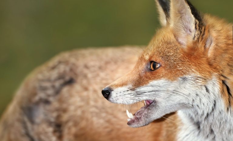 Fox Example Fox Advice - SSPCA