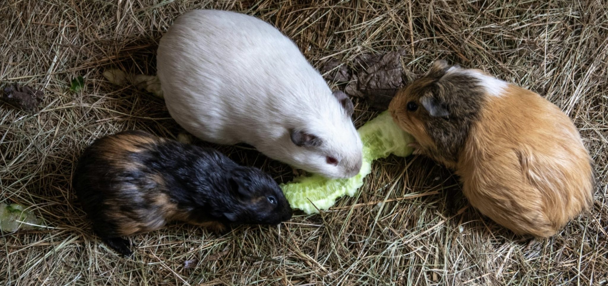 A closer look at Guinea Pig Lactation Experts Advice