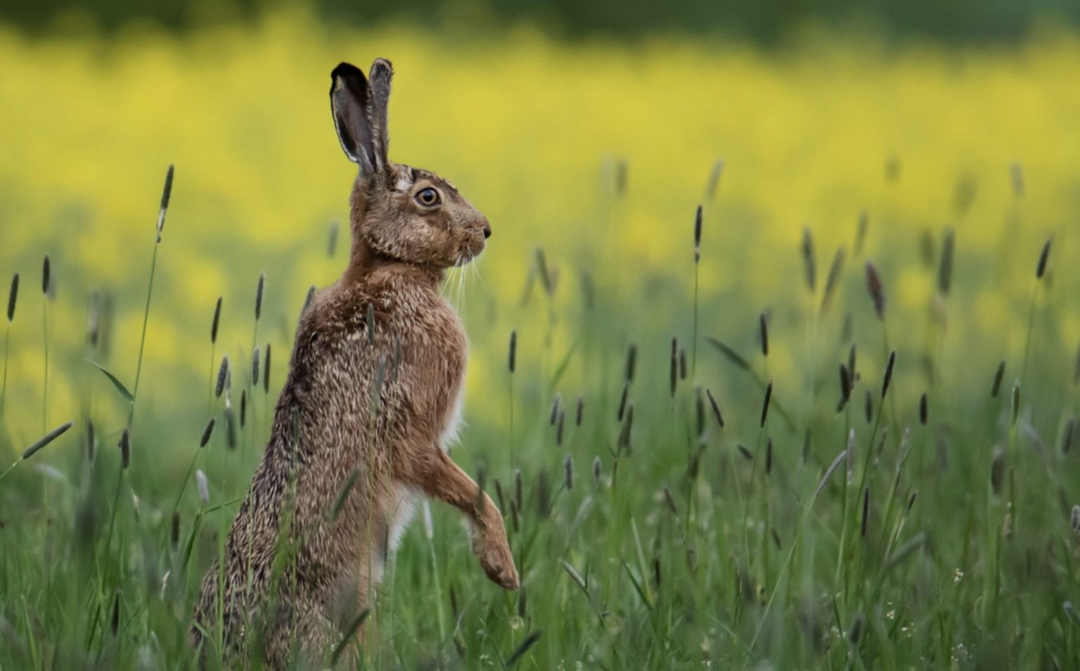 Hare Advice - SSPCA