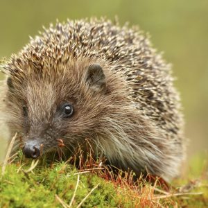 Hedgehog