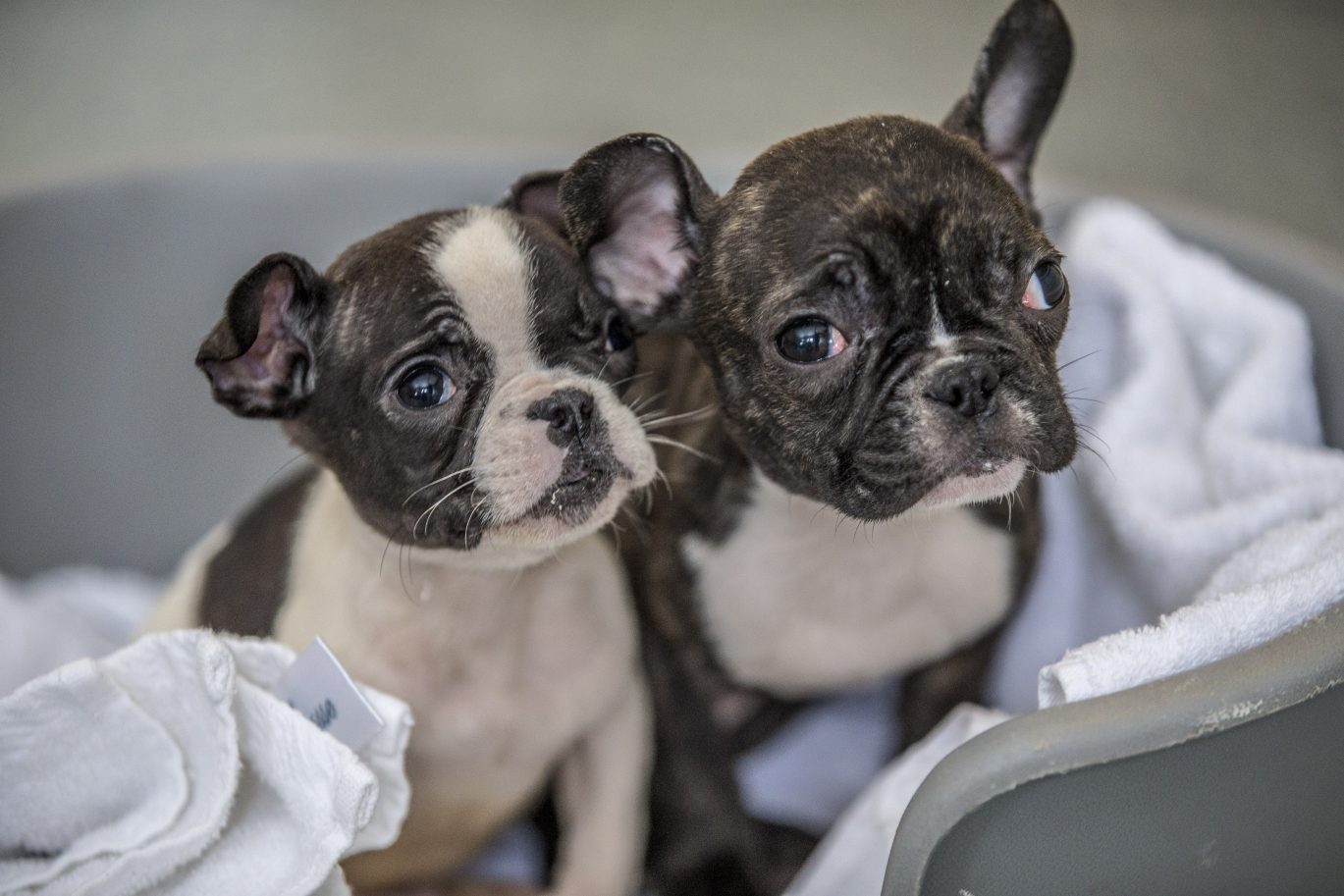 Two rescued puppies