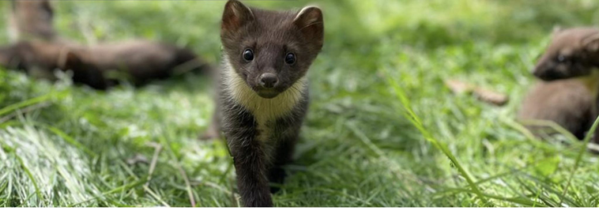 Mink Advice - SSPCA