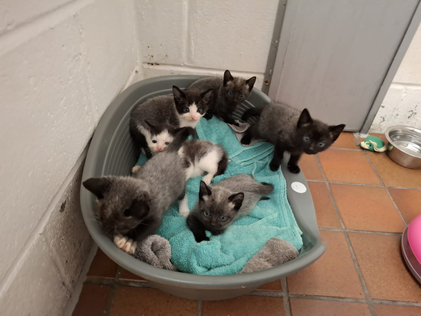 Kittens in a basket