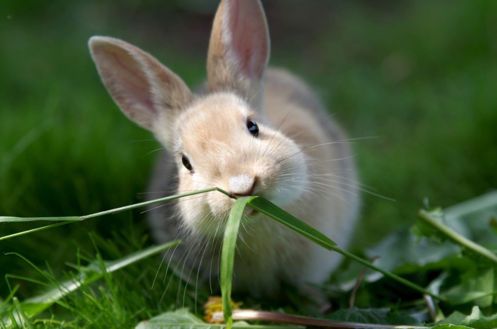 White and brown rabbit