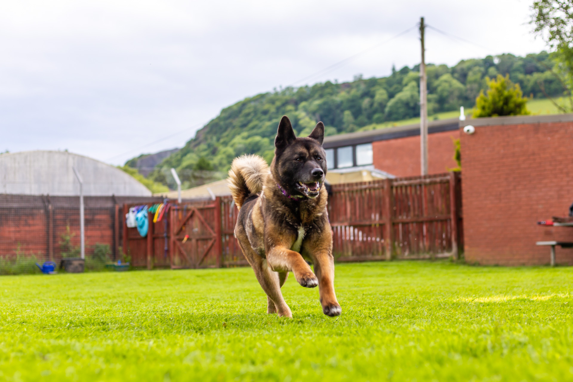 dog off lead