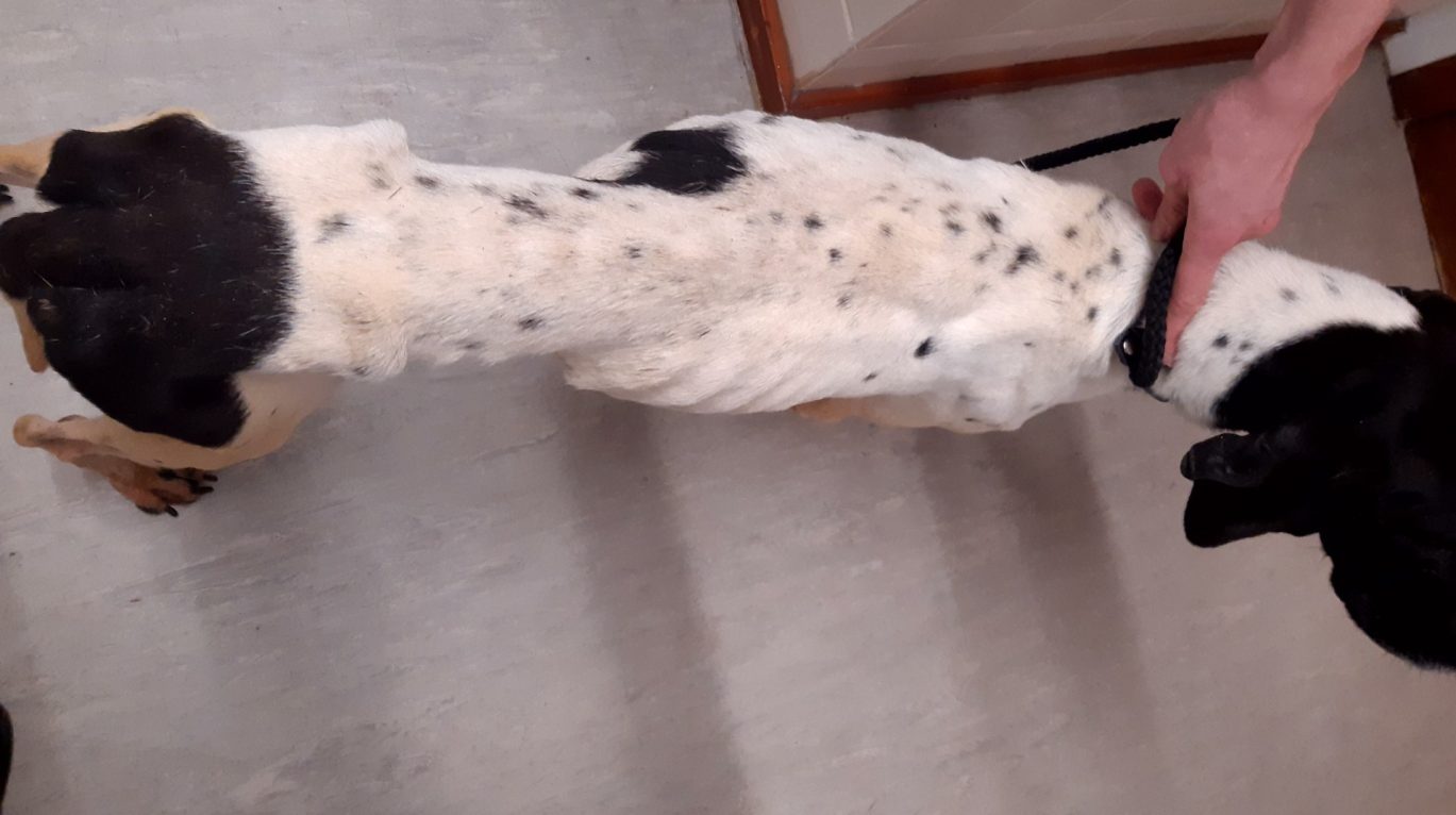 one of the dogs who were starved
