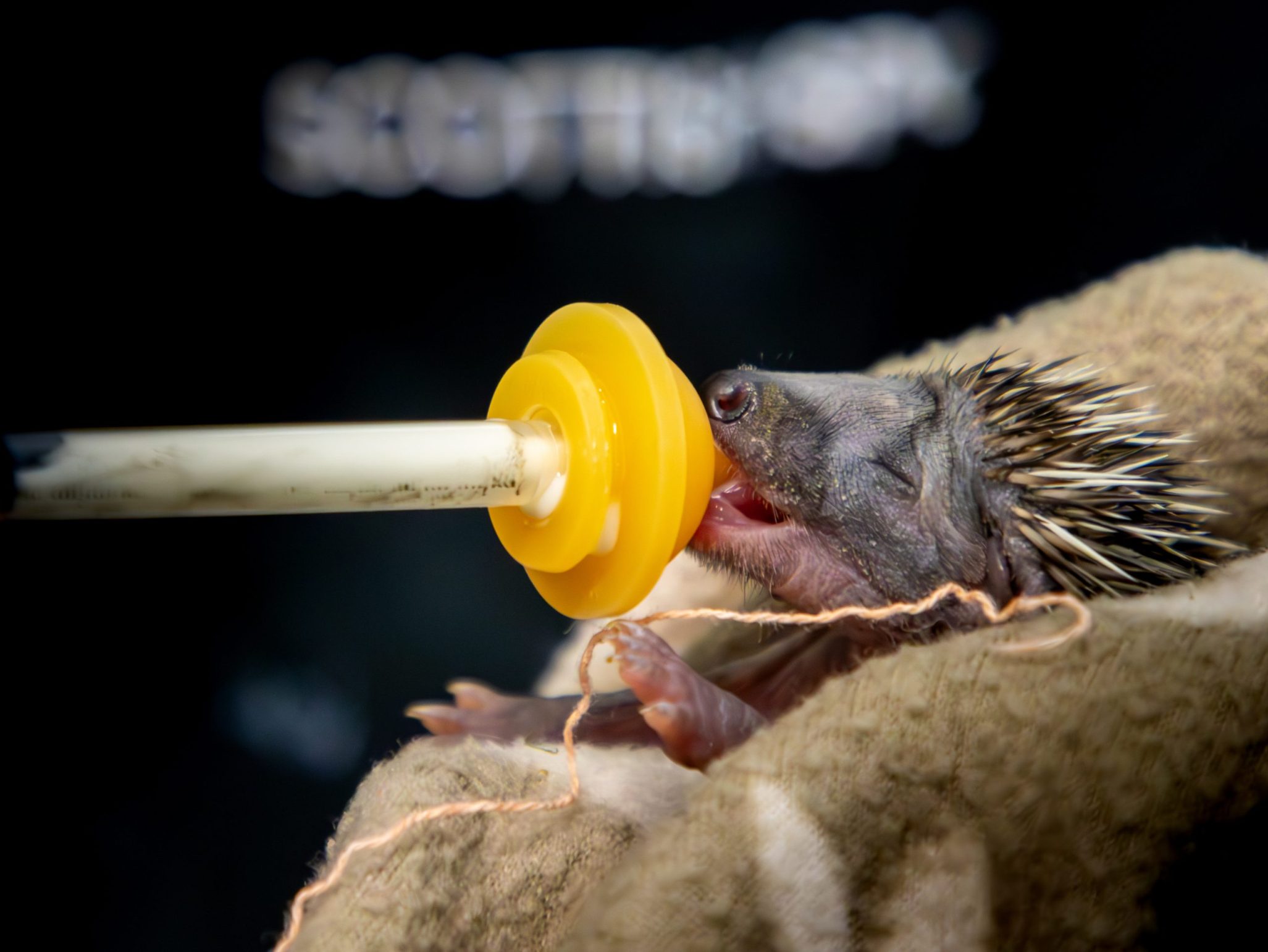 Feeding a baby hedgehog