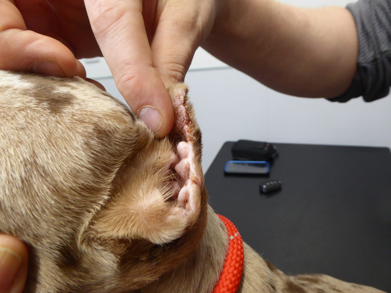 photo shows cropped ear