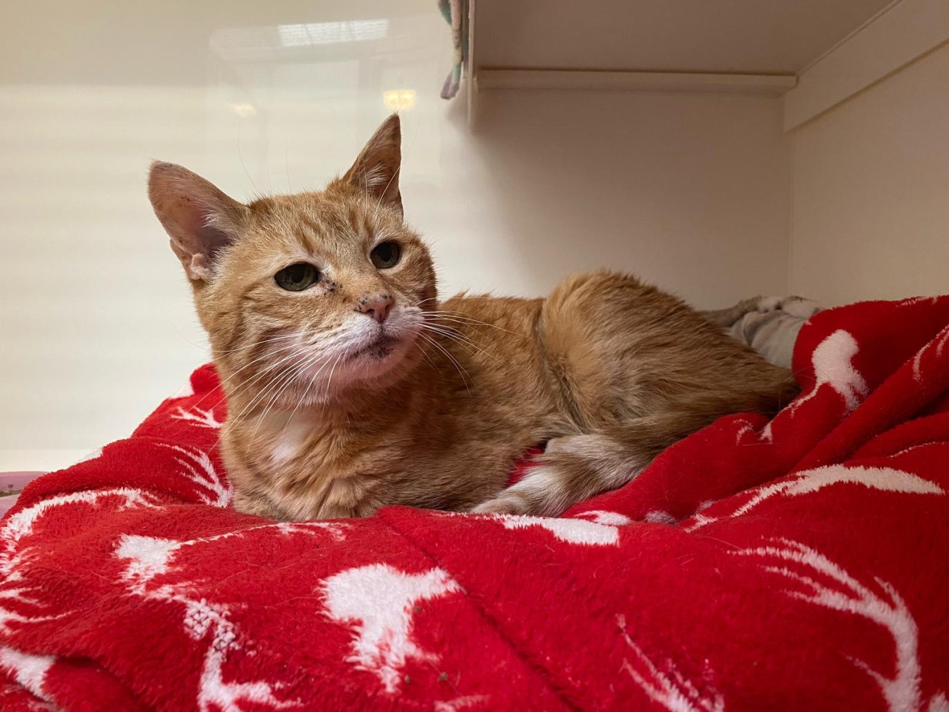 Cleo the ginger 20-year-old cat is looking for her retirement home