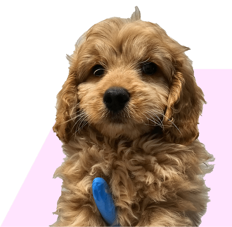 Cockapoo
