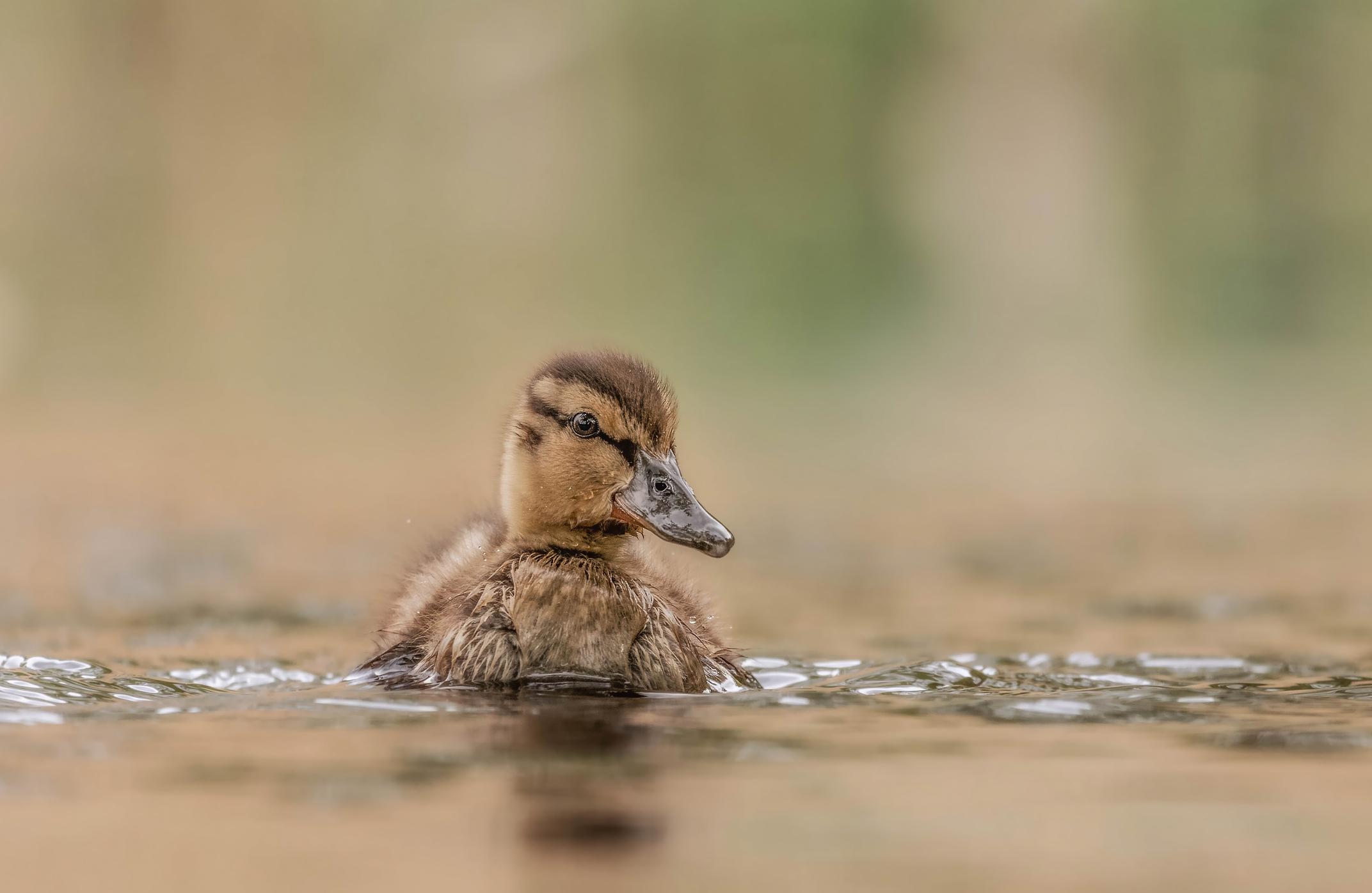 Mallard Ducking On The Water