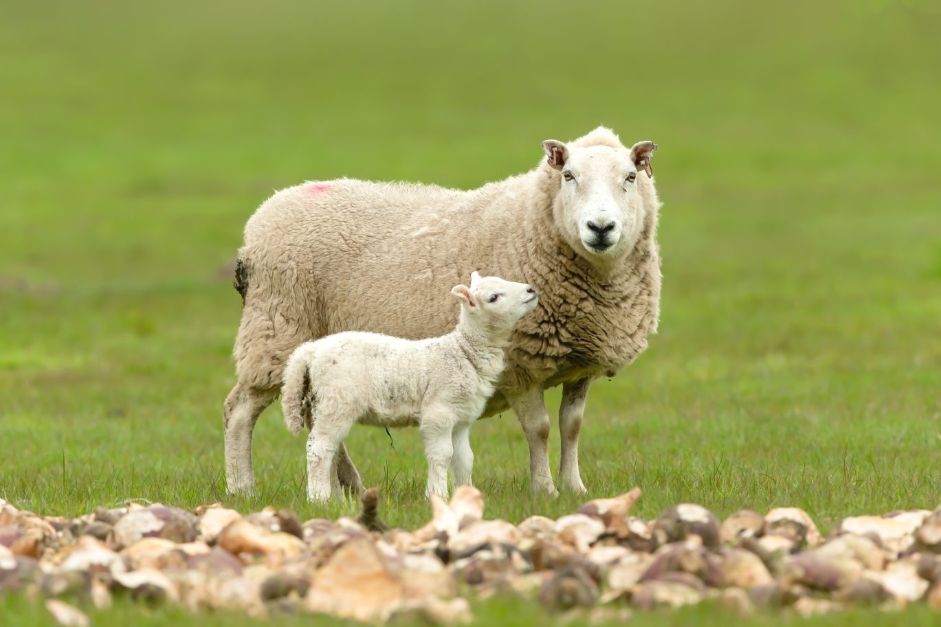 sheep with her lamb