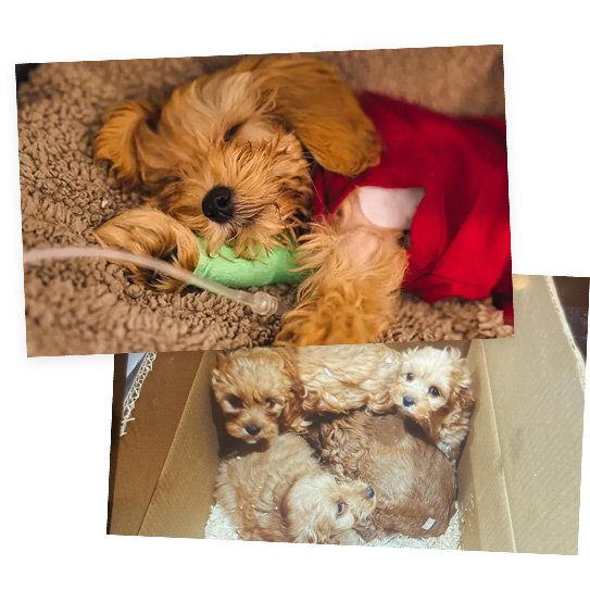 puppy collage