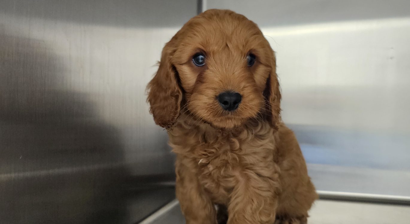 Puppy