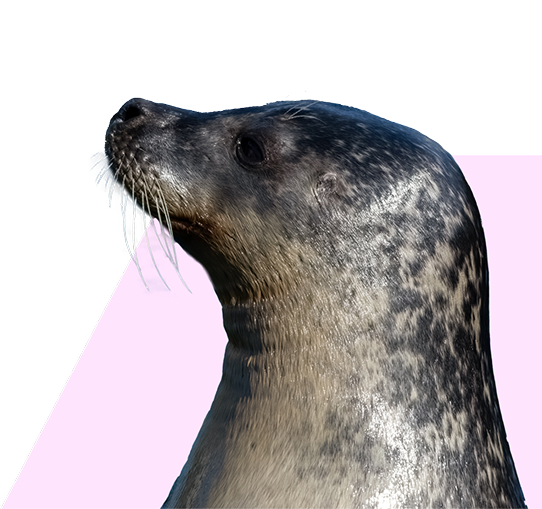 seal cutout