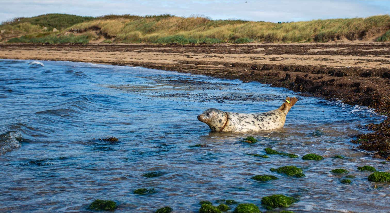 Seal in water