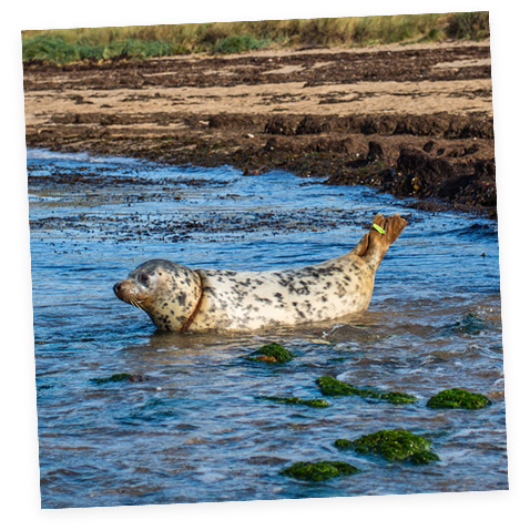Seal in water
