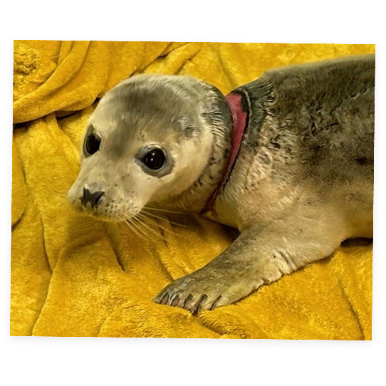 Seal pup