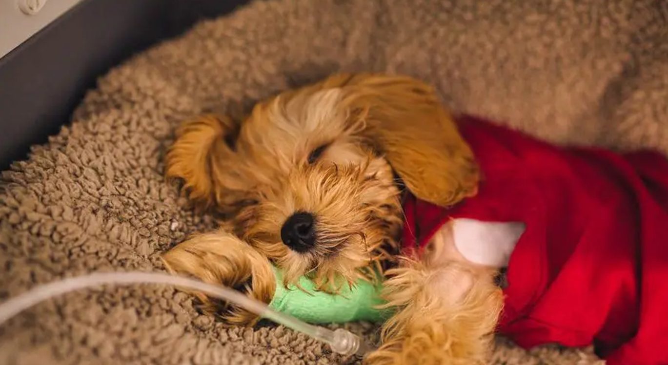 Sleeping puppy