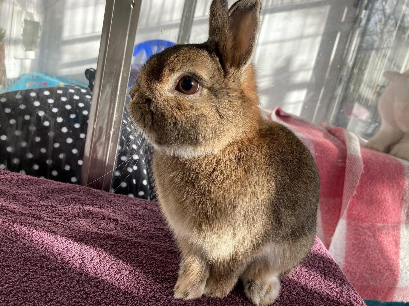 Grey rabbit