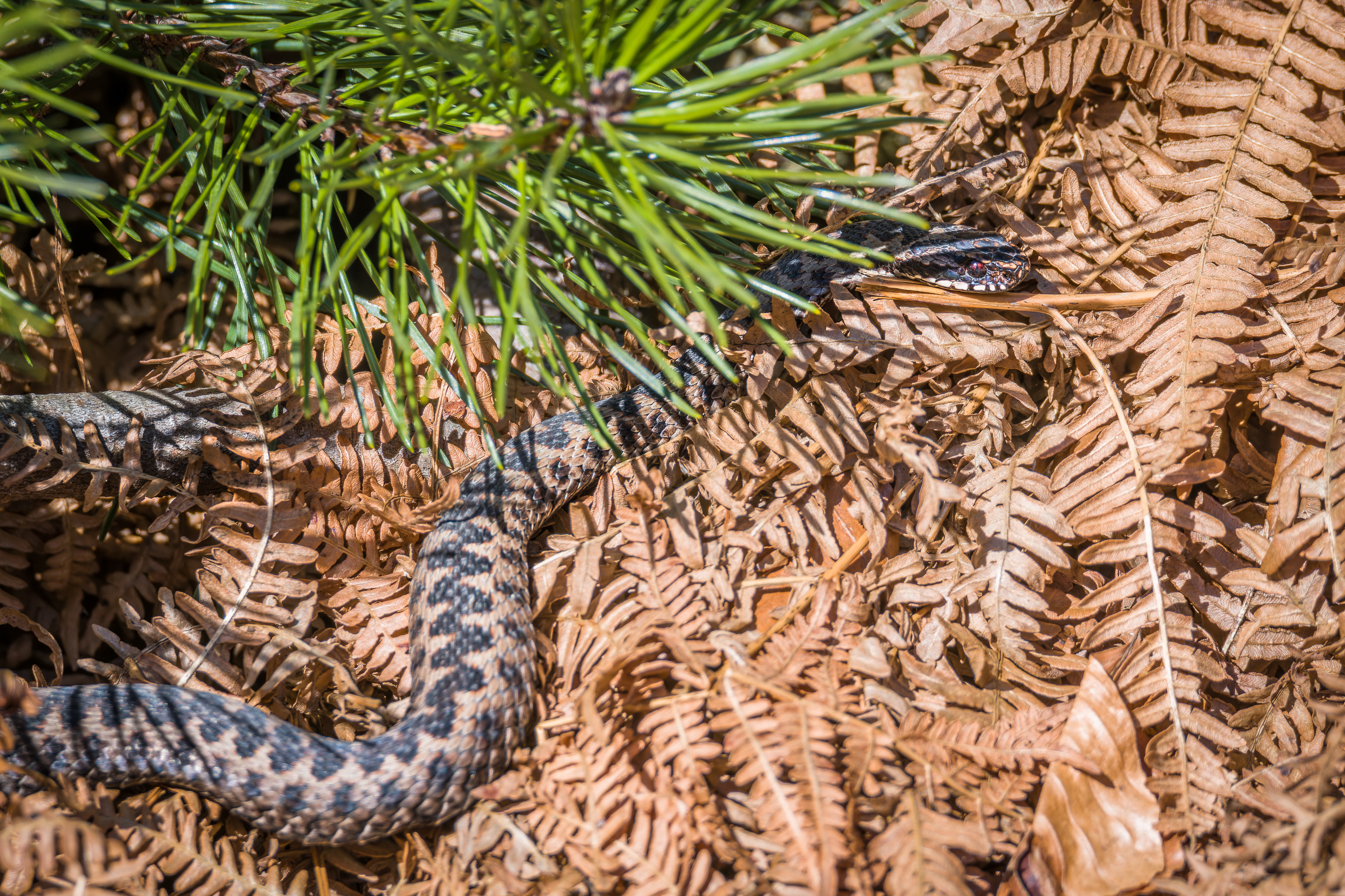 Adder on the group with grass