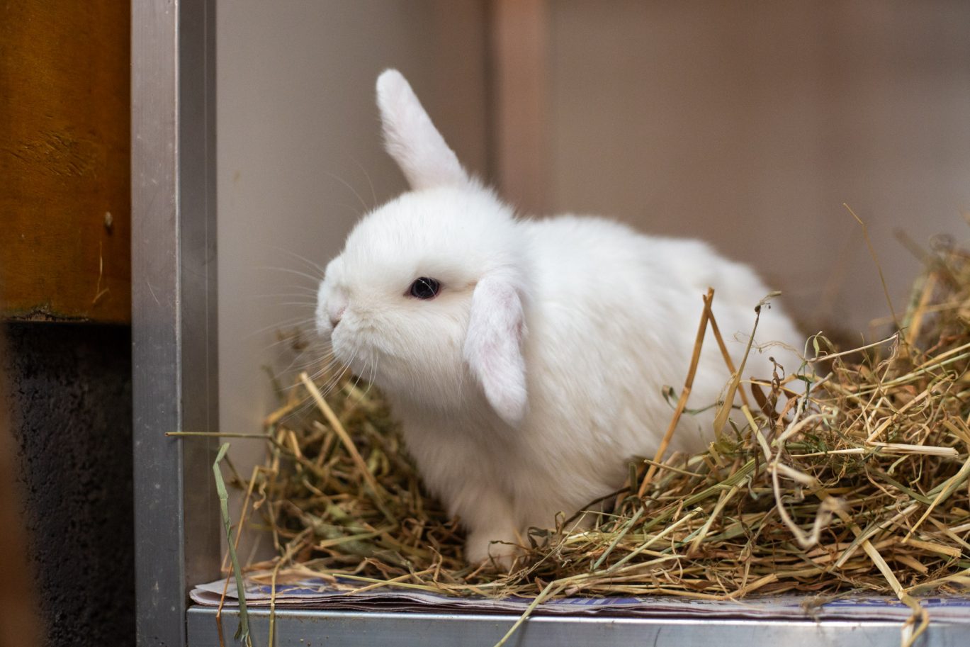 White rabbit