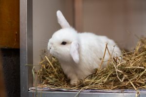 Do rabbits hibernate? - Advice from the Scottish SPCA