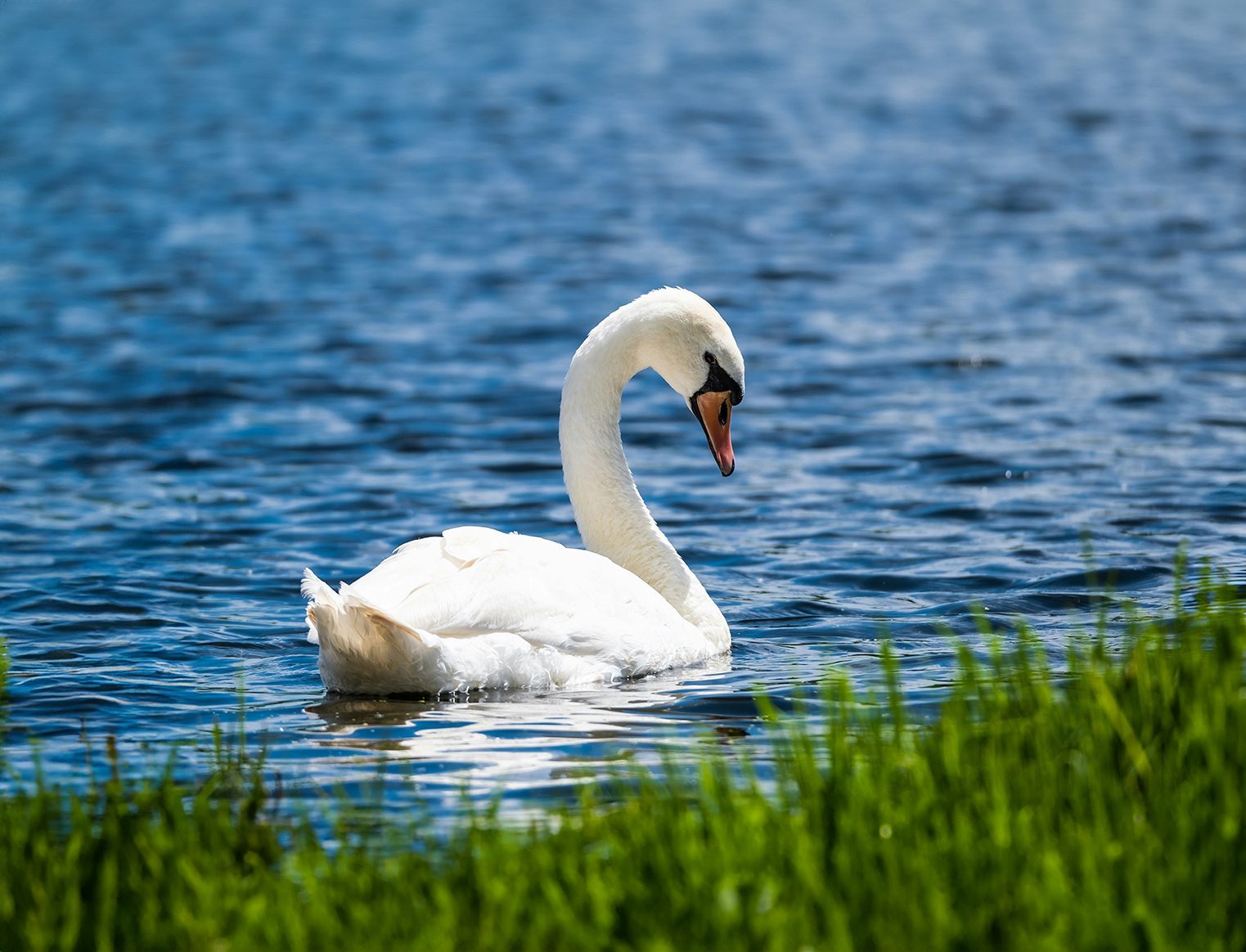 Swan in a lake
