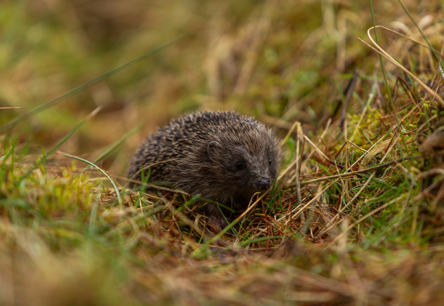 Hedgehog in a garden