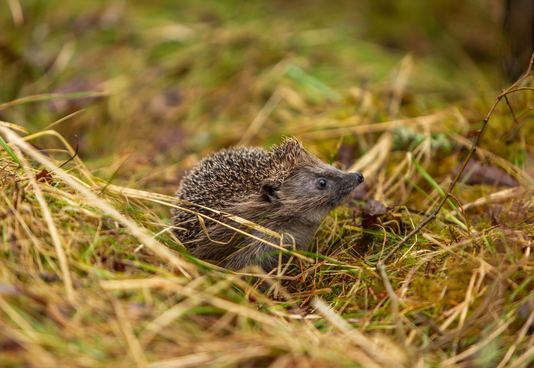 Hedgehog in a garden