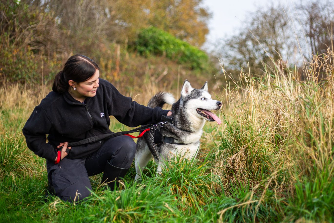 dog in long grass