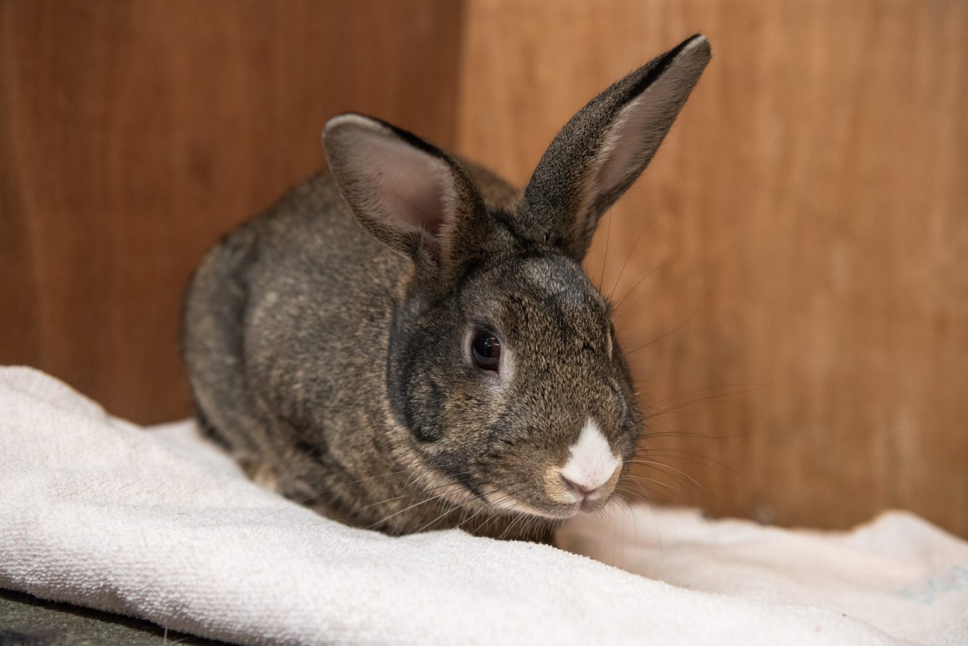 brown rabbit