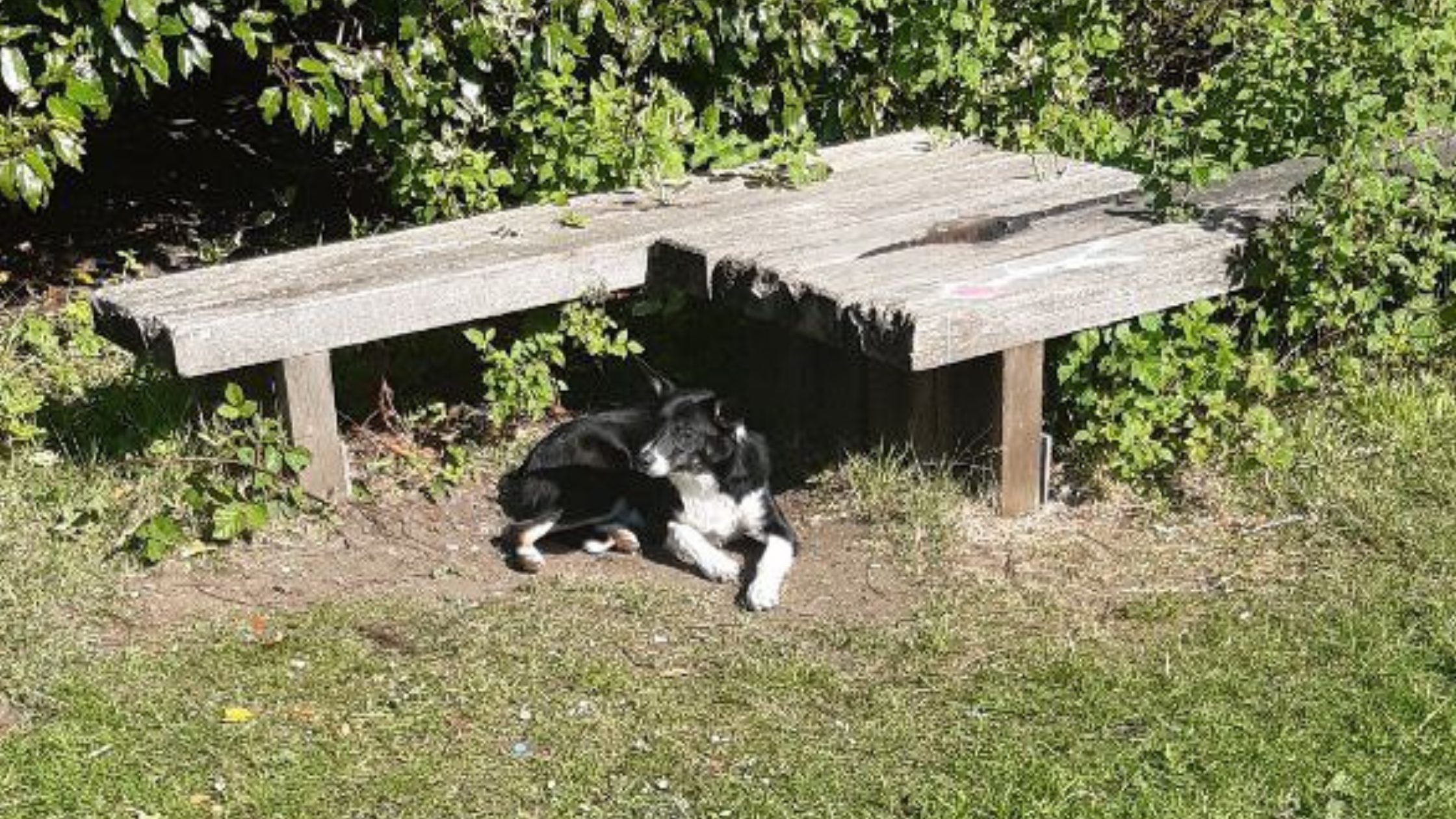 Abandoned Dog Appeal Livingston