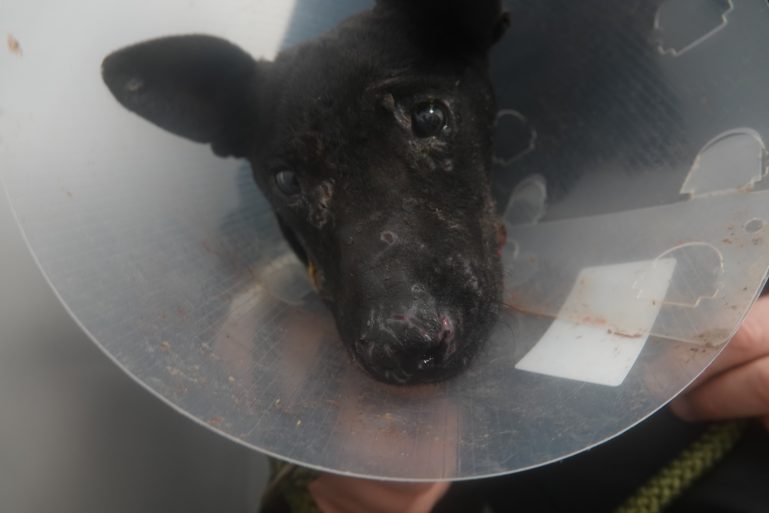 Scooter - Before image with a cone on his head