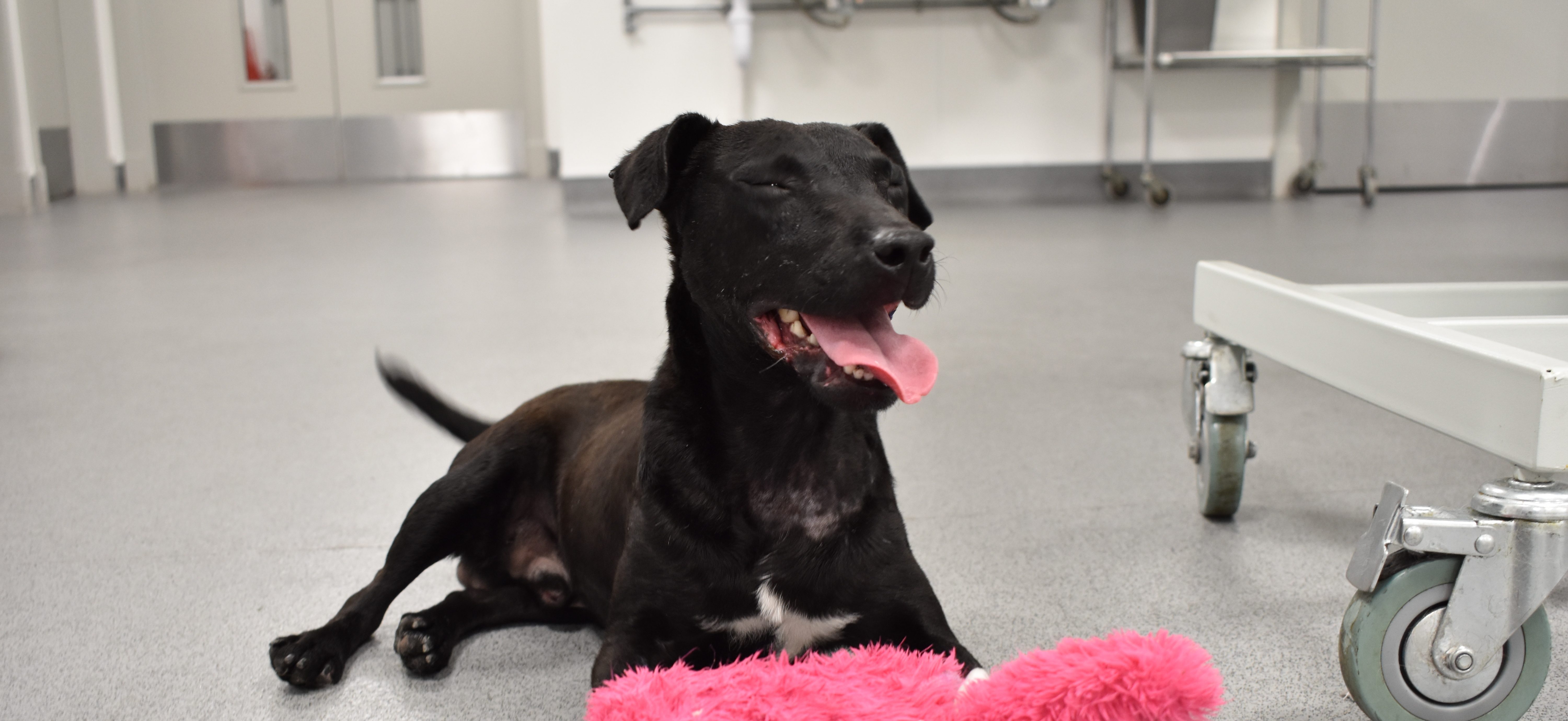 A dog looking happy after rehabilitation.