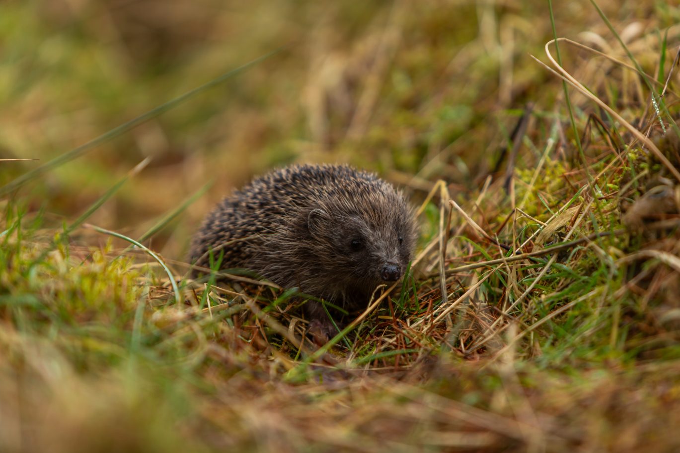 one of the hedgehogs released from the national wildlife centre