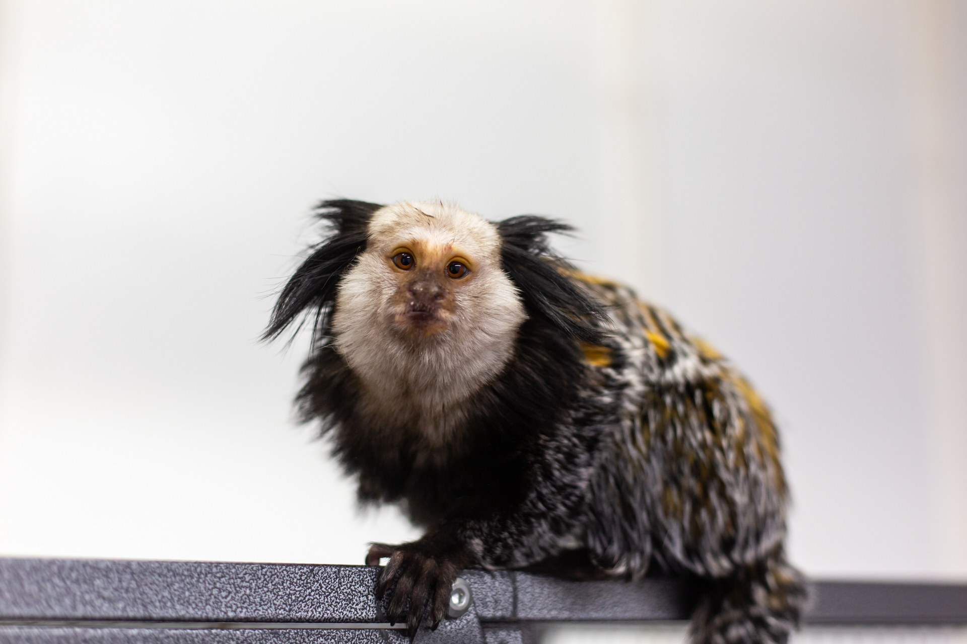 Steve the monkey