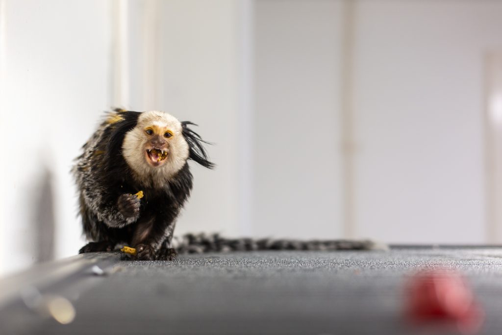 Exotic pet monkey Steve smiling at the camera for the launch of "Don't Pet Me Campaign".