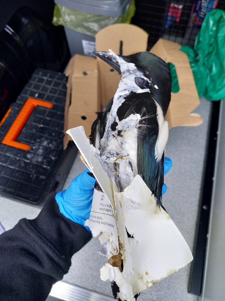 Magpie found caught in illegal glue trap.