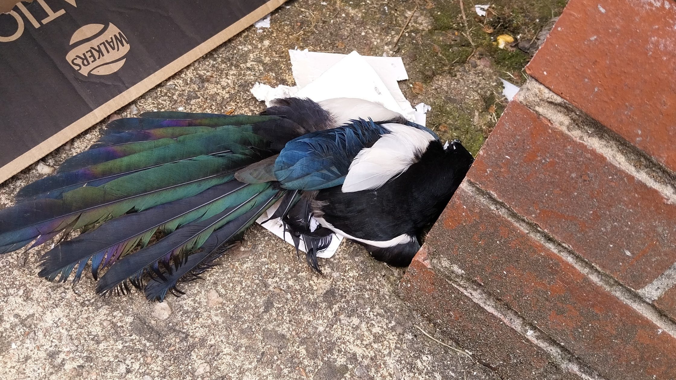 Magpie found in illegal glue trap in Glasgow