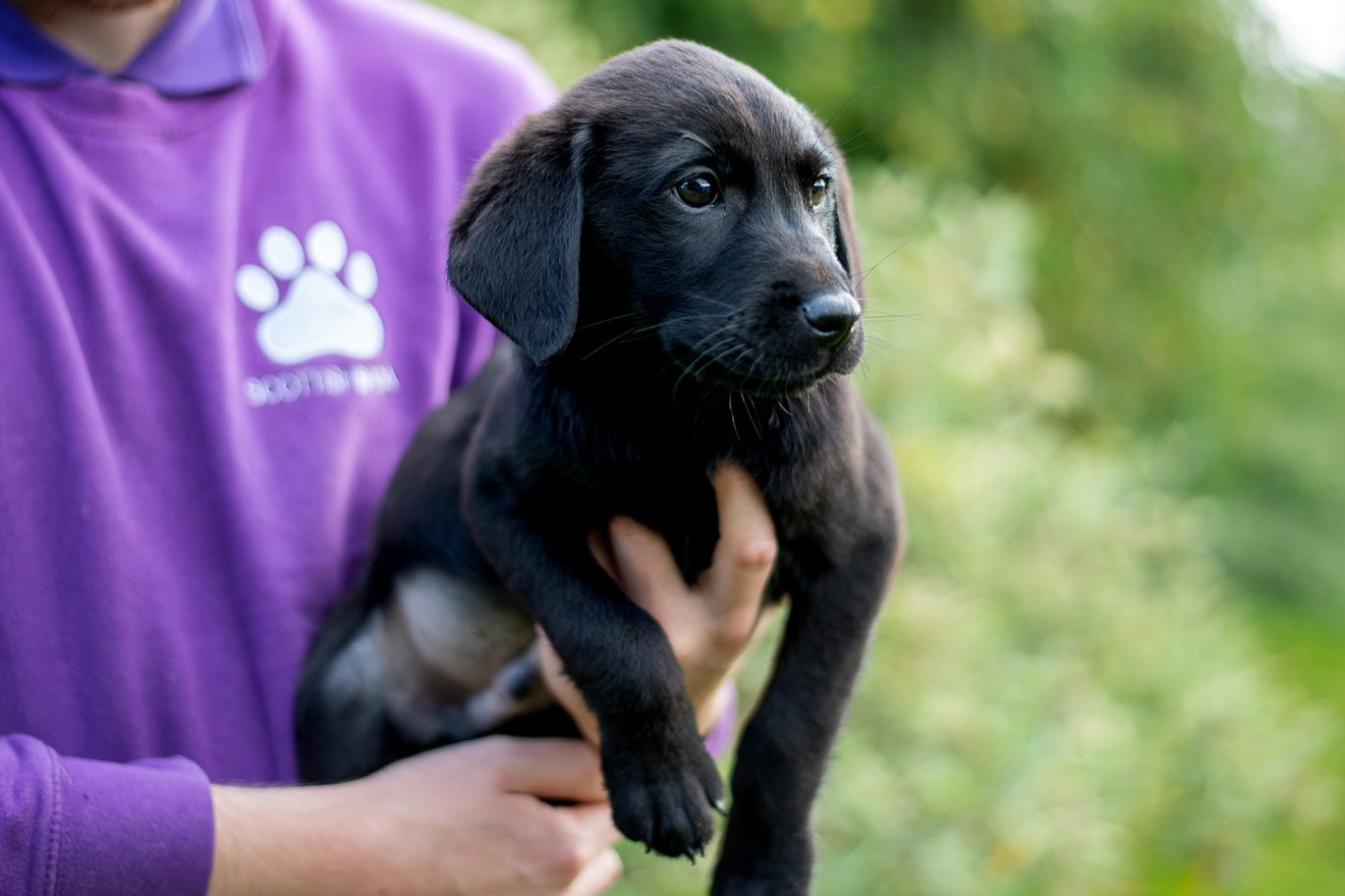 black lab puppy