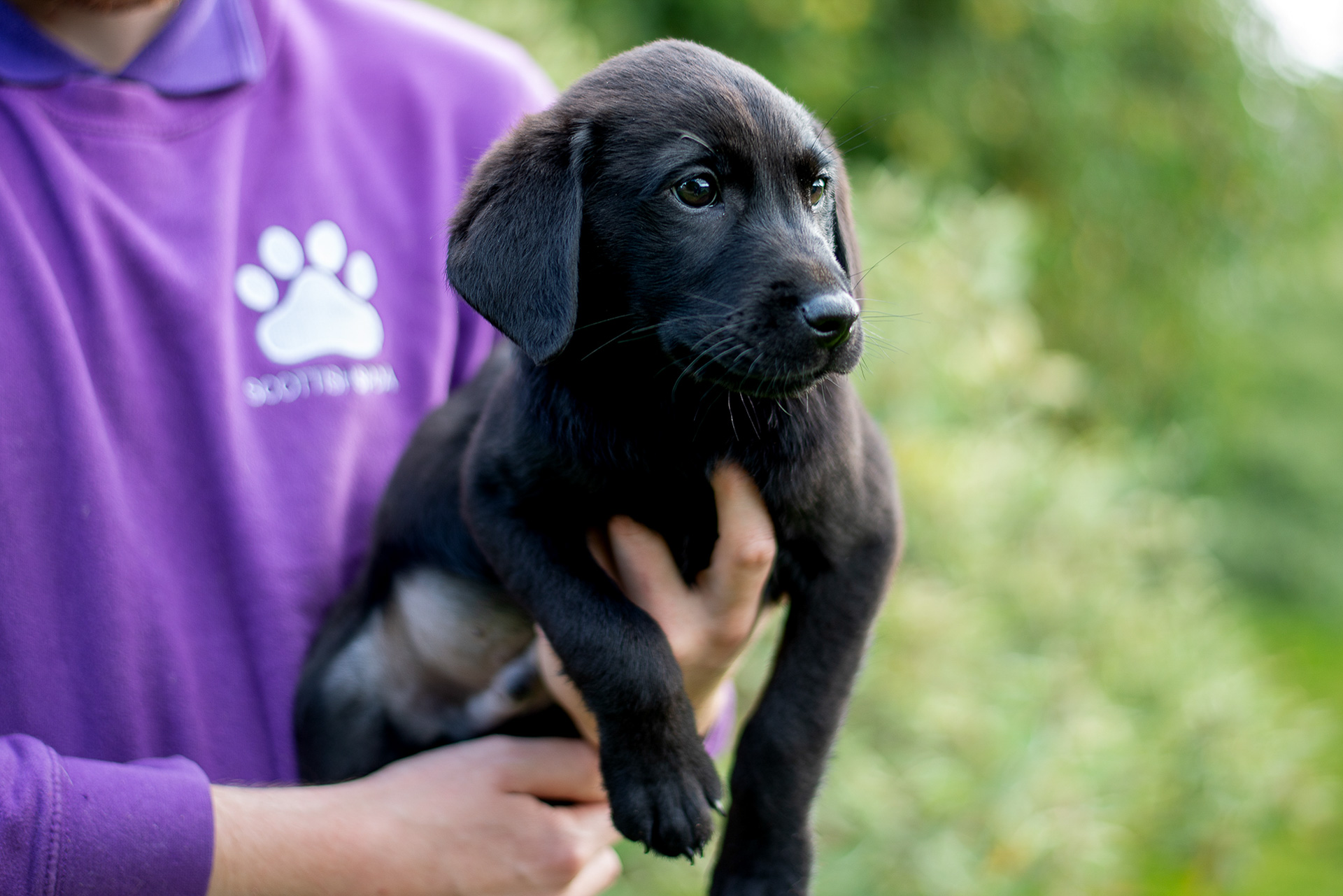 black lab puppy