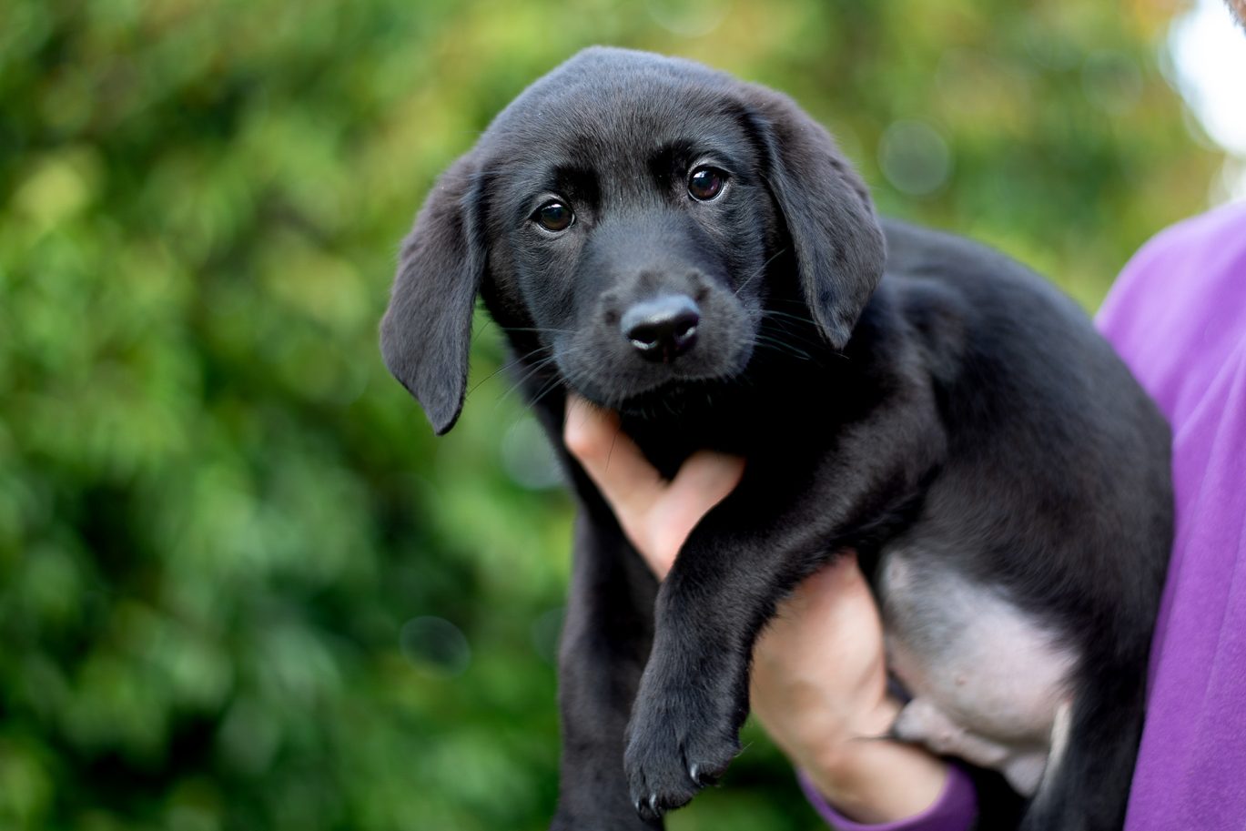 black lab puppy