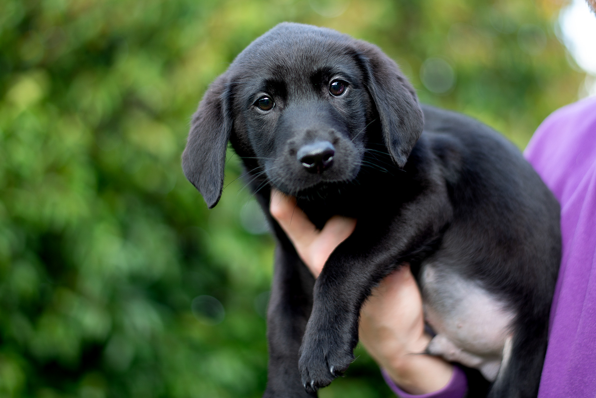 black lab puppy