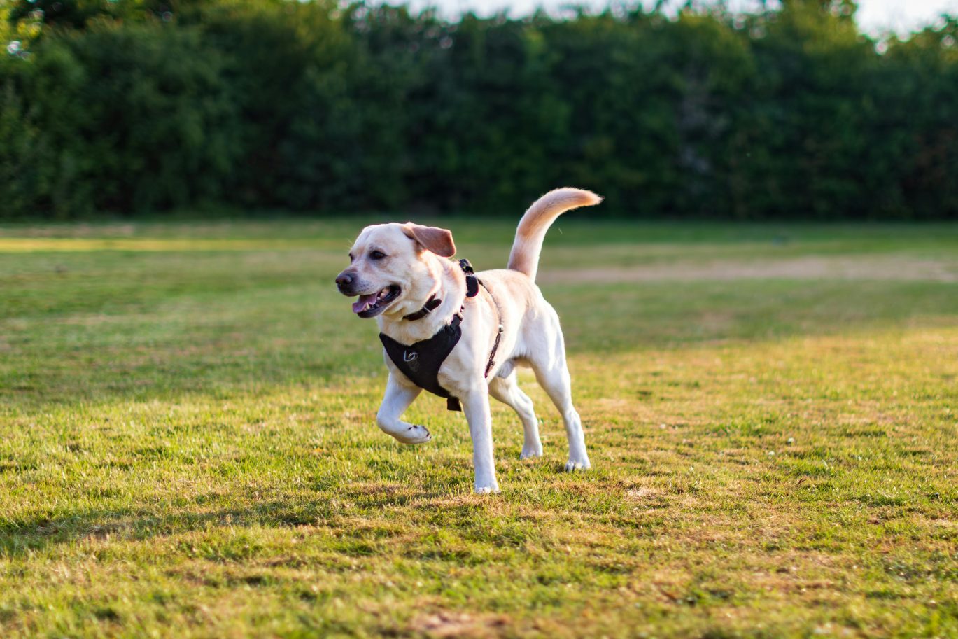 Dog in Summer